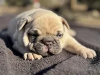 Rolo, a male French Bulldog for sale in Ash Flat, AR – Photo 3 of 7