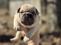 Rolo, a male French Bulldog for sale in Ash Flat, AR – Photo 4 of 7