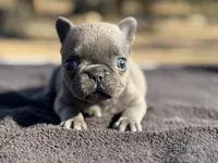 Thumbelina , a female French Bulldog for sale in Ash Flat, AR – Photo 3 of 8