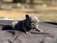Thumbelina , a female French Bulldog for sale in Ash Flat, AR – Photo 5 of 8