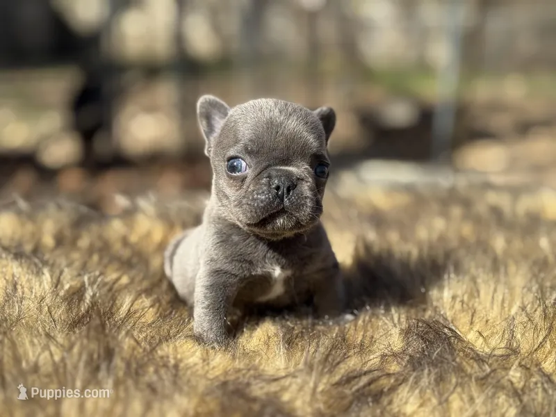 Thumbelina  – French Bulldog puppy for sale in Ash Flat, AR