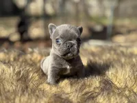 Thumbelina , a female French Bulldog for sale in Ash Flat, AR – Photo 1 of 8