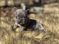 Thumbelina , a female French Bulldog for sale in Ash Flat, AR – Photo 8 of 8