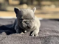 Thumbelina , a female French Bulldog for sale in Ash Flat, AR – Photo 4 of 8