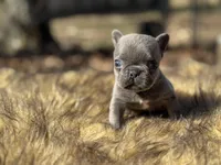Thumbelina , a female French Bulldog for sale in Ash Flat, AR – Photo 7 of 8