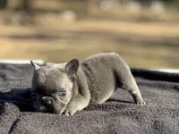 Thumbelina , a female French Bulldog for sale in Ash Flat, AR – Photo 6 of 8