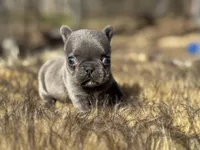 Thumbelina , a female French Bulldog for sale in Ash Flat, AR – Photo 2 of 8