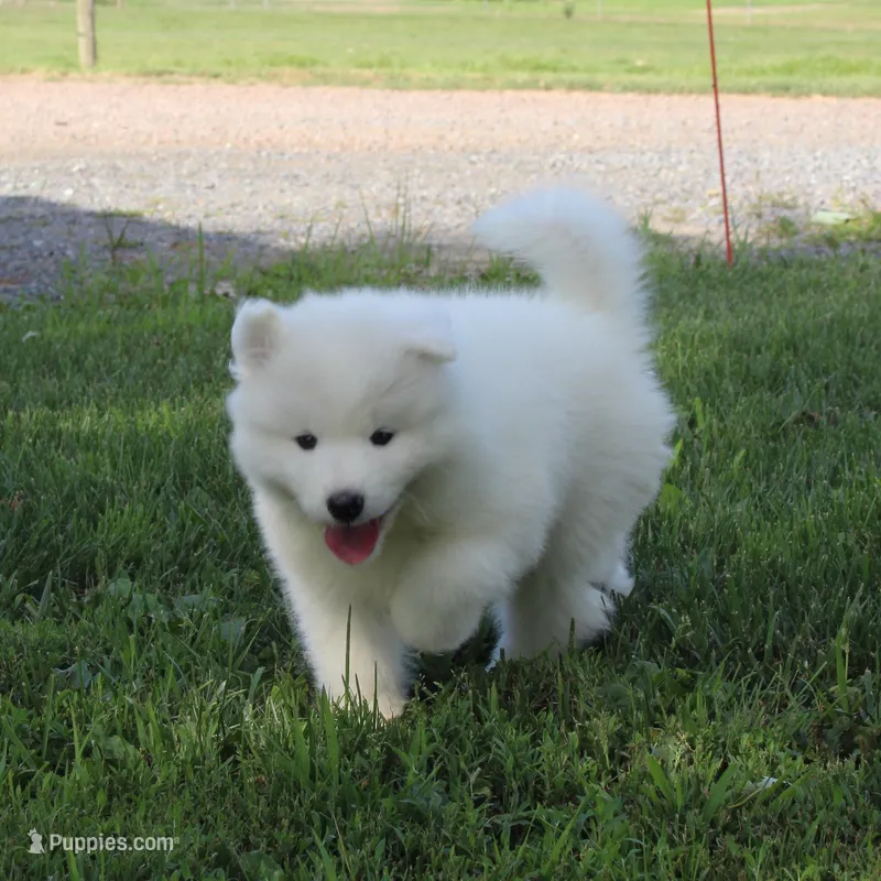 Honey  – Samoyed puppy for sale in Loyal, WI