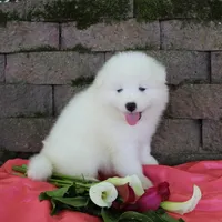 Lily , a female Samoyed for sale in Loyal, WI – 4 of 4