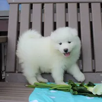 Beauty , a female Samoyed for sale in Loyal, WI – 2 of 5
