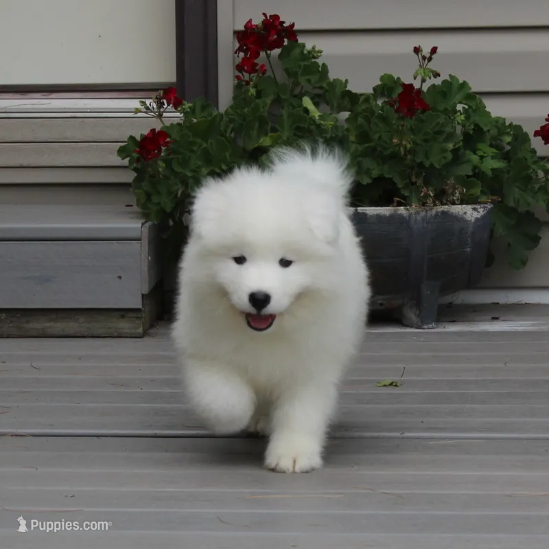 Princess  – Samoyed puppy for sale in Loyal, WI