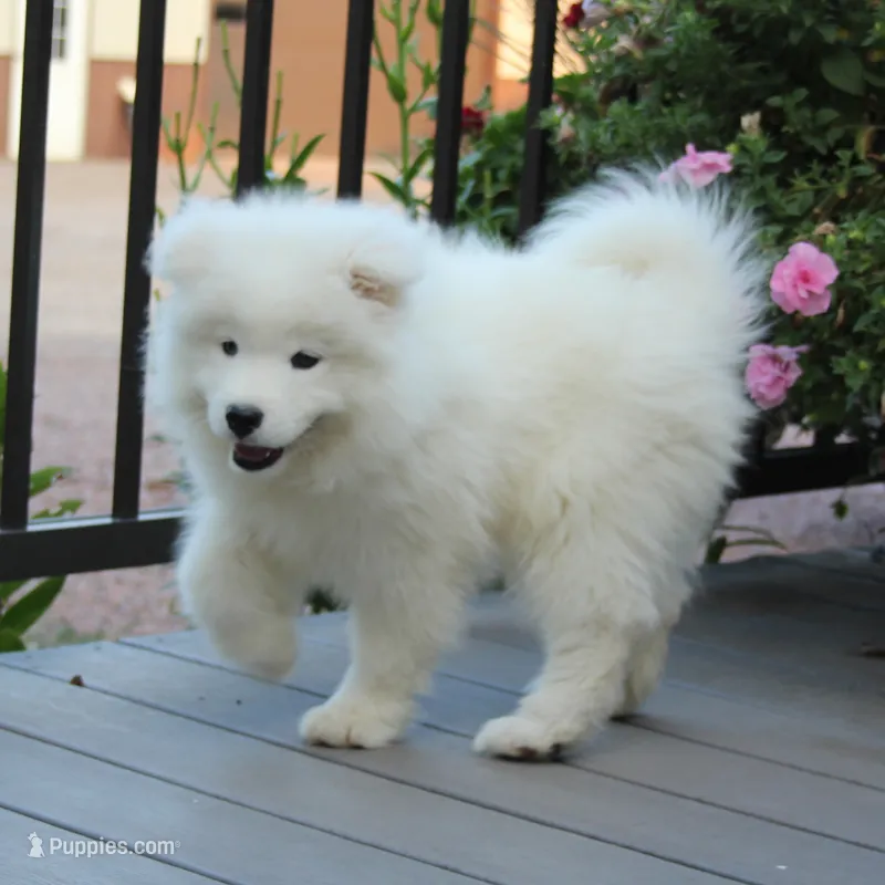 Princess  – Samoyed puppy for sale in Loyal, WI