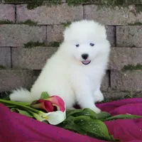 Princess , a female Samoyed for sale in Loyal, WI – 7 of 7