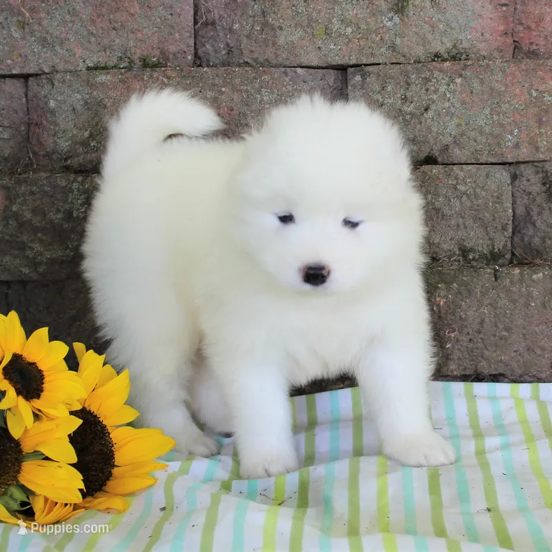 Prince  – Samoyed puppy for sale in Loyal, WI