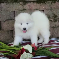 Honey , a female Samoyed for sale in Loyal, WI – 3 of 5