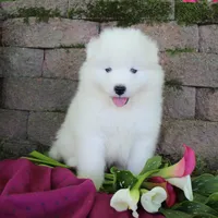Princess , a female Samoyed for sale in Loyal, WI – 4 of 7
