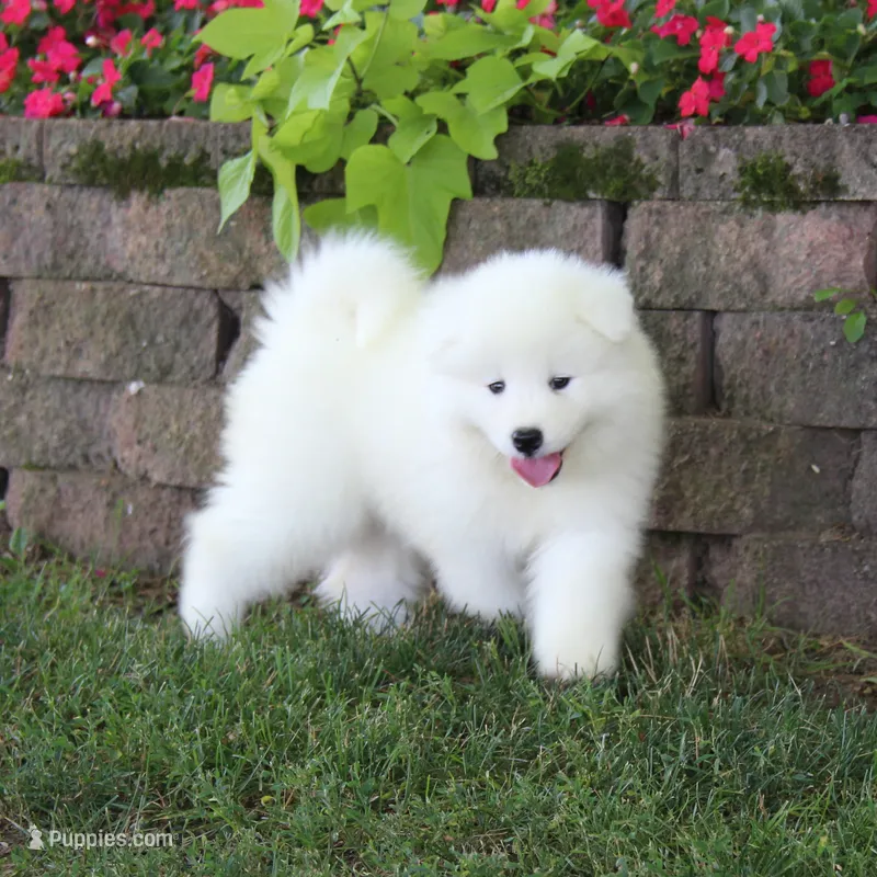 Lily  – Samoyed puppy for sale in Loyal, WI