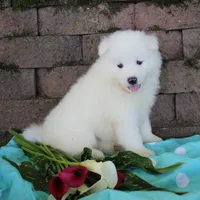 Beauty , a female Samoyed for sale in Loyal, WI – 5 of 5