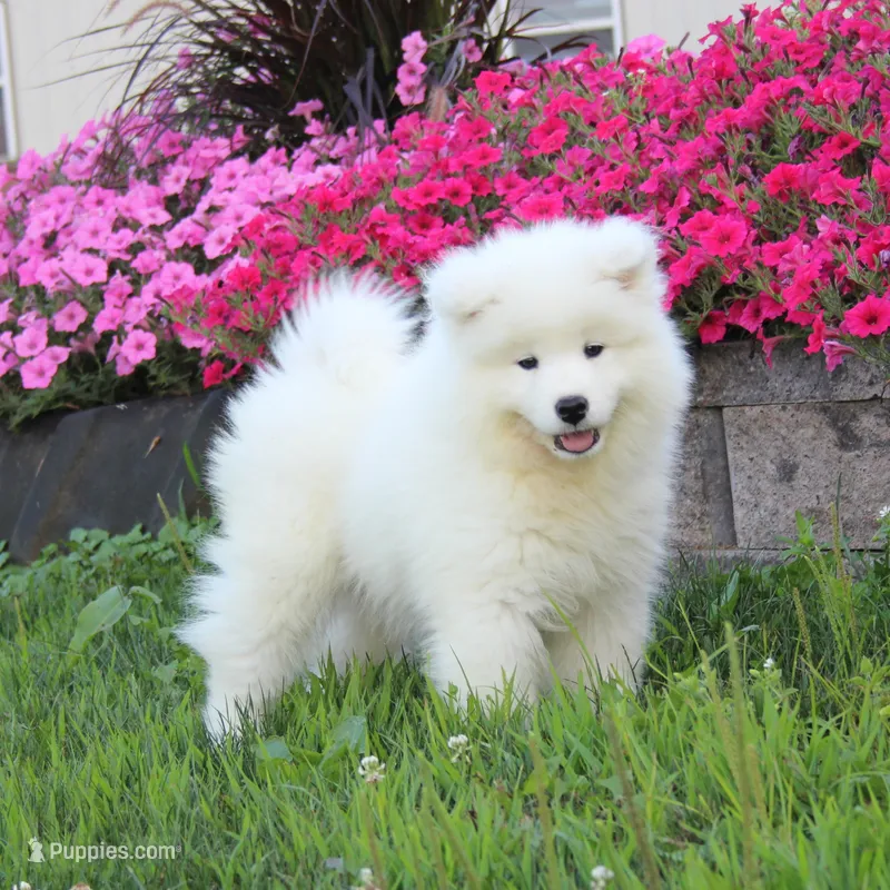 Lily  – Samoyed puppy for sale in Loyal, WI