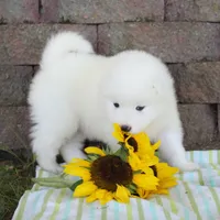 Prince , a male Samoyed for sale in Loyal, WI – 2 of 2