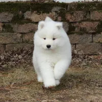Princess , a female Samoyed for sale in Loyal, WI – Photo 4 of 5