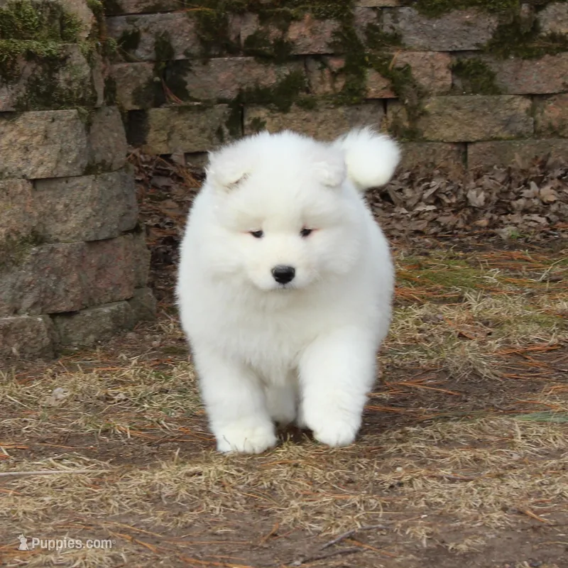 Princess  – Samoyed puppy for sale in Loyal, WI
