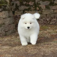 Princess , a female Samoyed for sale in Loyal, WI – Photo 2 of 5