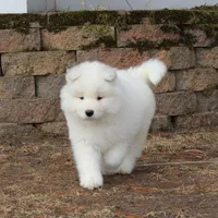 Princess , a female Samoyed for sale in Loyal, WI – Photo 3 of 5