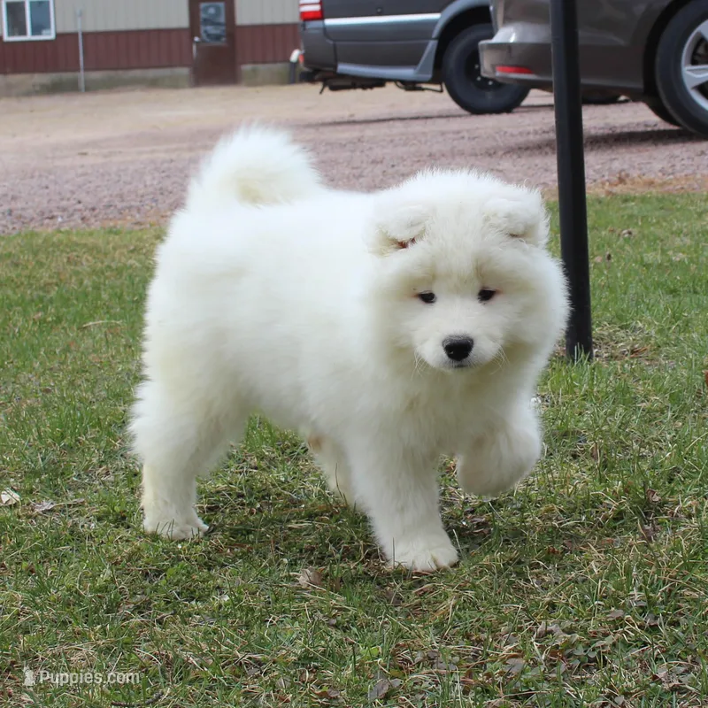 Princess  – Samoyed puppy for sale in Loyal, WI