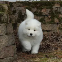 Princess , a female Samoyed for sale in Loyal, WI – Photo 5 of 5