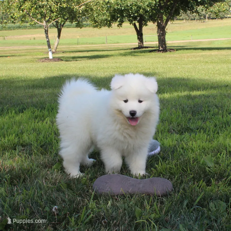 Beauty  – Samoyed puppy for sale in Loyal, WI