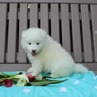 Beauty , a female Samoyed for sale in Loyal, WI – 3 of 5