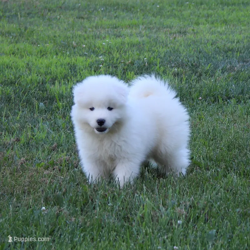 Princess  – Samoyed puppy for sale in Loyal, WI