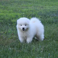 Princess , a female Samoyed for sale in Loyal, WI – 1 of 7