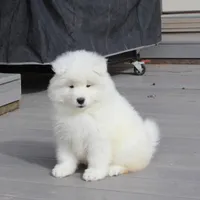 Honey , a female Samoyed for sale in Loyal, WI – Photo 2 of 5