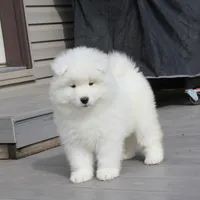 Honey , a female Samoyed for sale in Loyal, WI – Photo 5 of 5