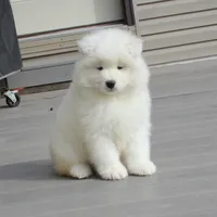 Honey , a female Samoyed for sale in Loyal, WI – Photo 4 of 5