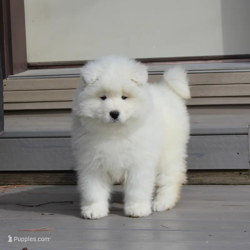 Honey  – Samoyed puppy for sale in Loyal, WI