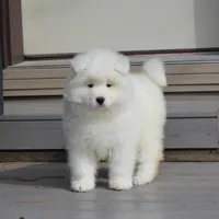 Honey , a female Samoyed for sale in Loyal, WI – Photo 1 of 5