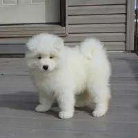 Honey , a female Samoyed for sale in Loyal, WI – Photo 3 of 5