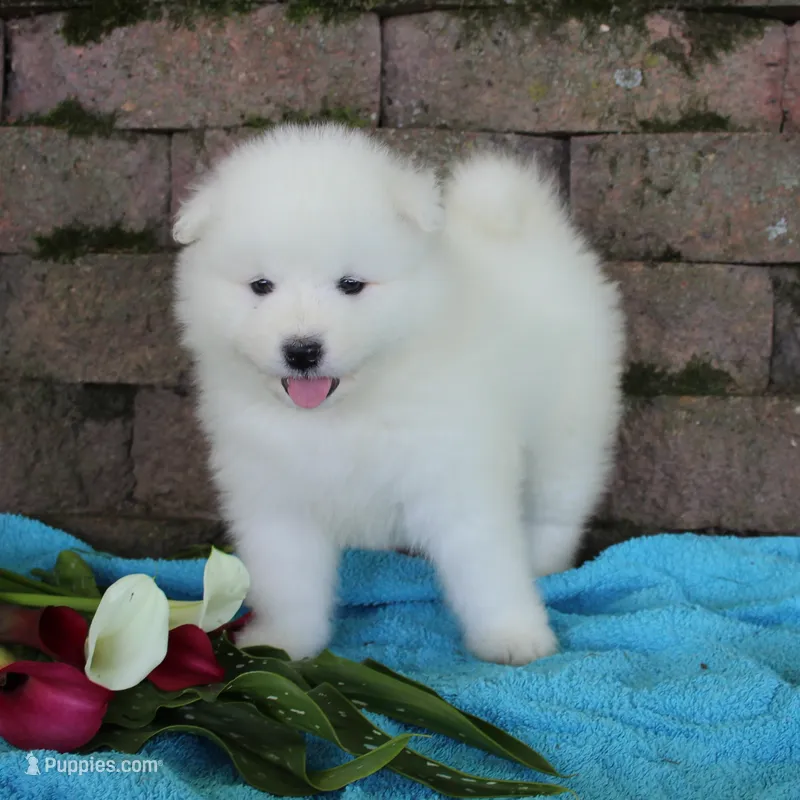 King  – Samoyed puppy for sale in Loyal, WI