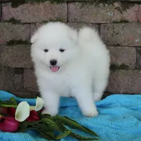 King , a male Samoyed for sale in Loyal, WI – 1 of 2