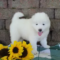 Charming , a male Samoyed for sale in Loyal, WI – 2 of 2