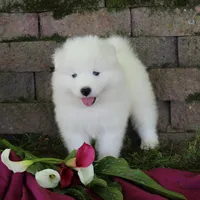 Princess , a female Samoyed for sale in Loyal, WI – 6 of 7