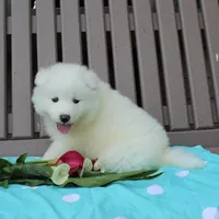 Beauty , a female Samoyed for sale in Loyal, WI – 4 of 5