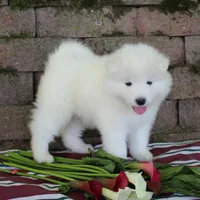 Honey , a female Samoyed for sale in Loyal, WI – 2 of 5