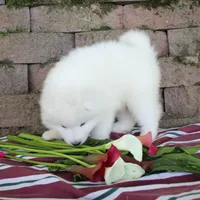 Honey , a female Samoyed for sale in Loyal, WI – 4 of 5