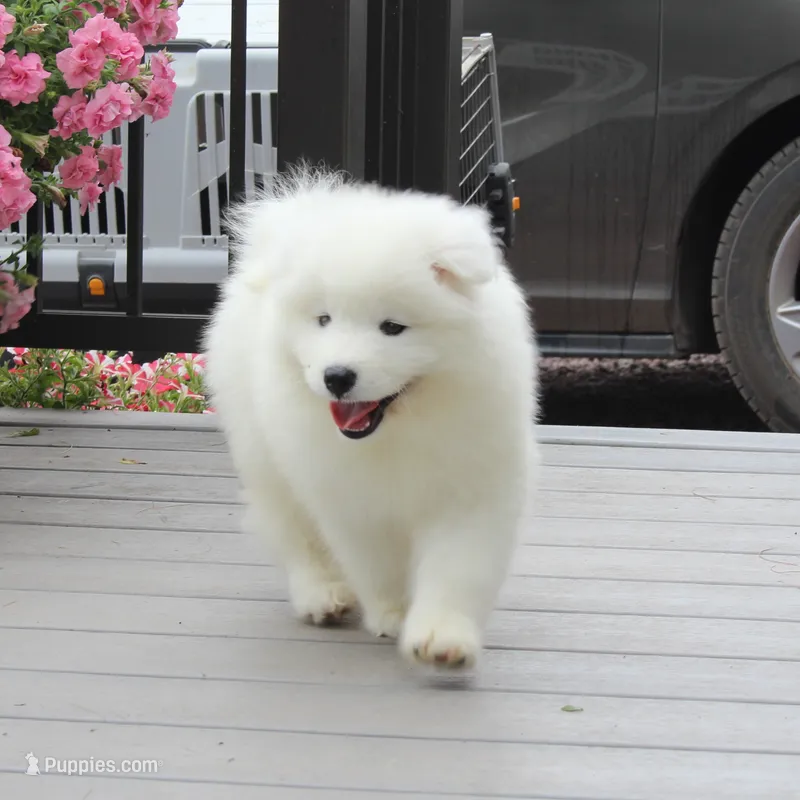 Princess  – Samoyed puppy for sale in Loyal, WI