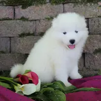 Princess , a female Samoyed for sale in Loyal, WI – 5 of 7