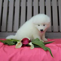 Lily , a female Samoyed for sale in Loyal, WI – 2 of 4